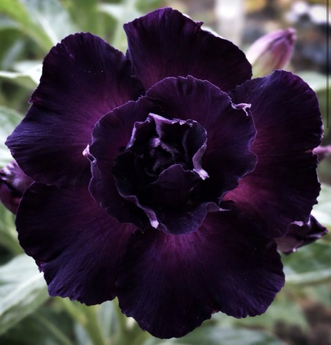 Mad lady adenium - mad, obesum