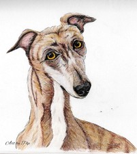 A4 Print of Majestic Greyhound