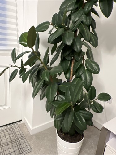 Over 200cm climatized home - over, at