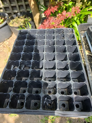Plant plug trays 36 - x7,