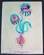 ZOETICA EBB "Cephalotus