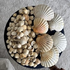 6 large Atlantic Scallop