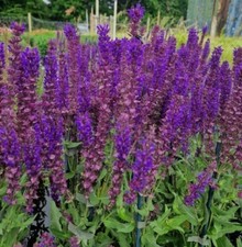SALVIA nemorosa 'Kate Glenn'  - Hardy Perennial Plant - ex 9cm (P9) Pot