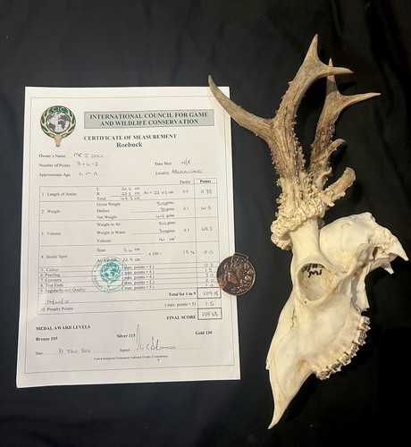 Bronze medal malform roe - roe, deer