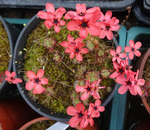 Drosera dorks pink - drosera,
