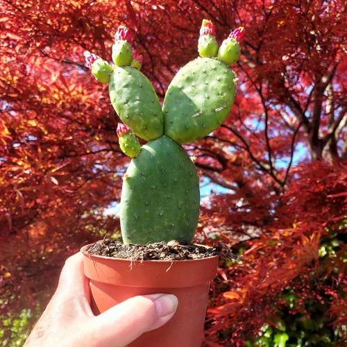 Opuntia inamoena bloeiend - opuntia,