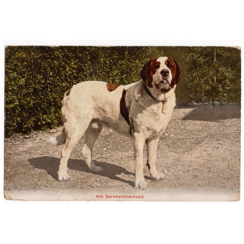 Bernard dog postcard - bernard,