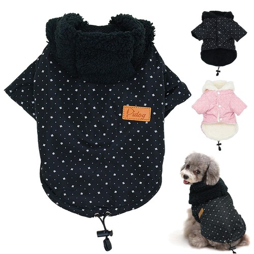 Yorkie french bulldog - yorkie, winter