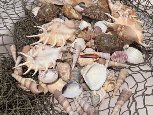 Large beautiful seashells sea - large,