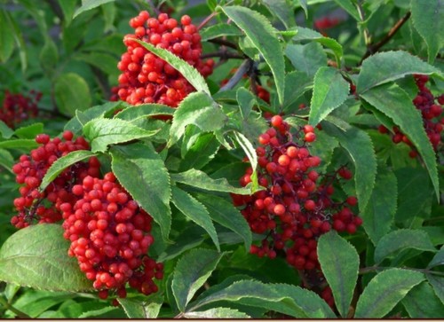 Red elderberry sambucus - red,