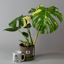 Monstera Thai Constellation |