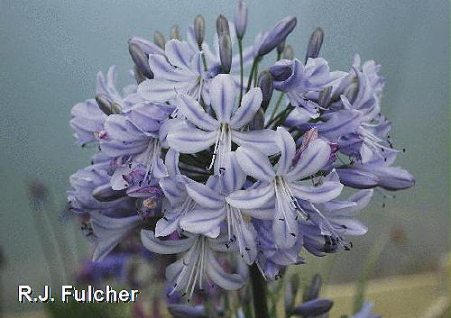 New agapanthus summer days - agapanthus,
