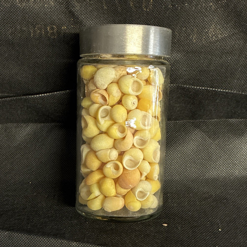 Natural unpolished shells - shells, in