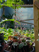 Saxifraga stolonifera Tricolor