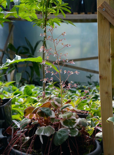 Saxifraga stolonifera tricolor - saxifraga,