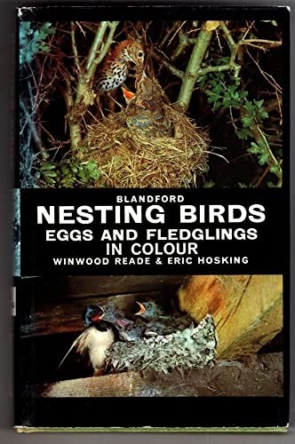 Nesting birds eggs and - birds,,