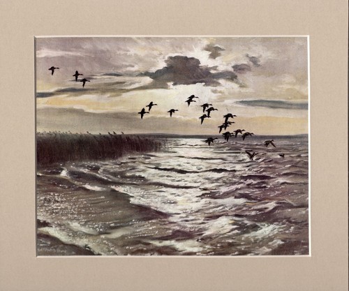 Peter scott wigeon - peter,