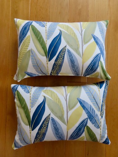 Scion harlequin pair - scion,