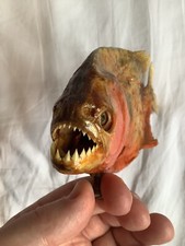 Taxidermy. Piranha Fish