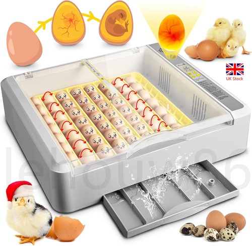 Automatic digital eggs - automatic,
