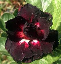 Adenium obesum - Desert Rose - Lovely Black - Freshly Arrived from Thailand