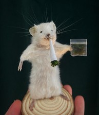 Taxidermy 420 Mouse🐭