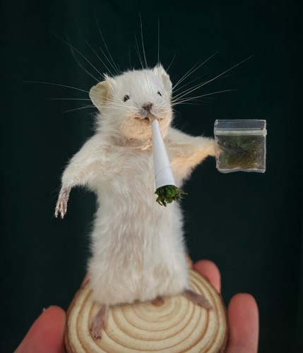 Taxidermy 420 mouse - taxidermy, mouse🐭
