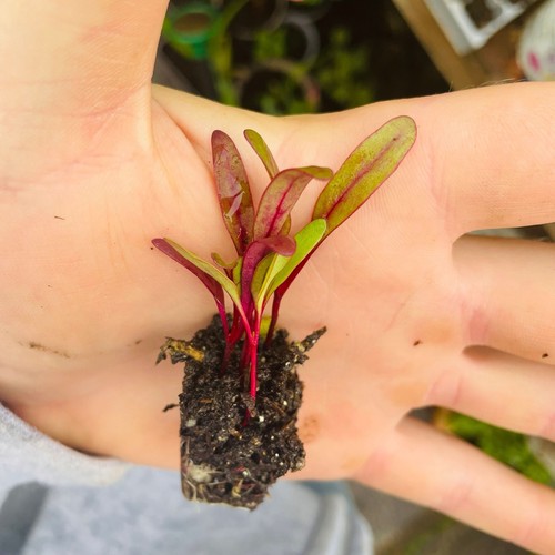 Beetroot boltardy organic - beetroot,