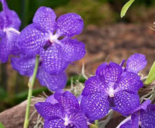 Vanda rothschildiana Blue orchid Large plant