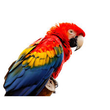 Scarlet Macaw Parrot Bird Canvas Print