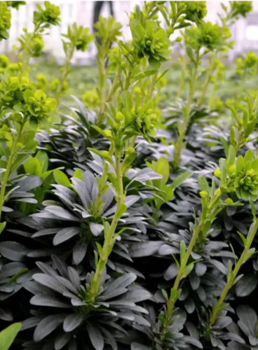 Euphorbia robbiae wood - 5x,