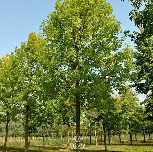 Green ash pcs - green,