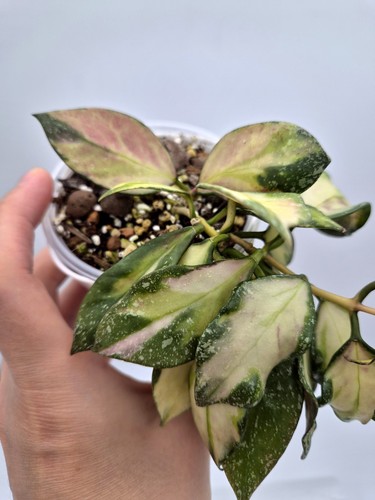 Rare hoya nabawanensis - rare,