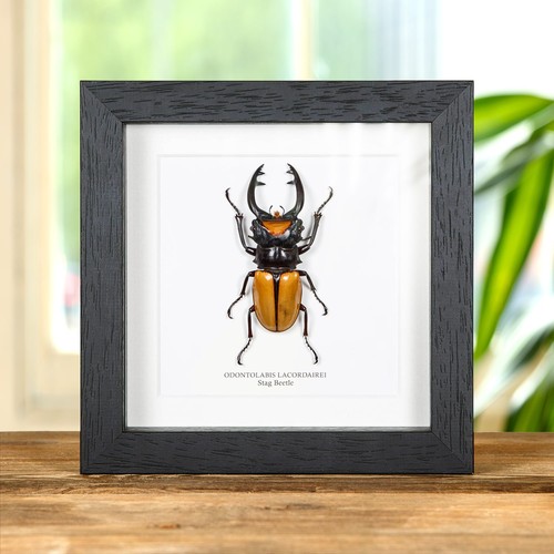 Stag taxidermy beetle frame - taxidermy,
