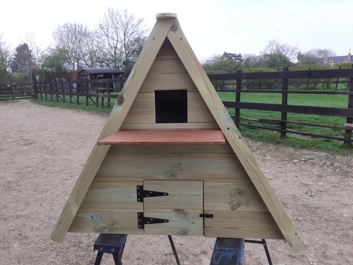 Barn owl nest - owl,