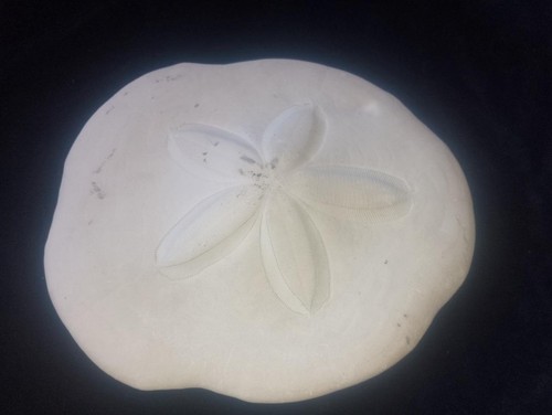 Vintage sand dollar - sea, urchin