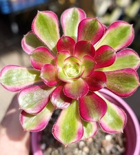 Aeonium LiNa Var - Stunning
