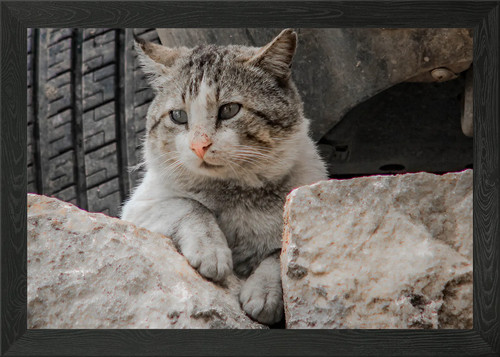 Rock cat framed wall art - rock,