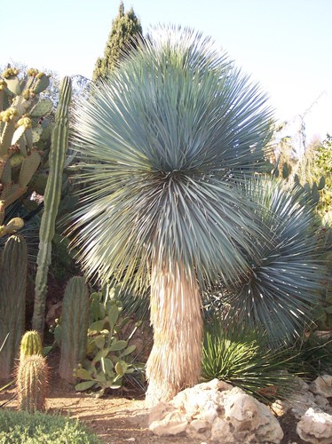 Yucca rostrata 10 fresh - yucca,