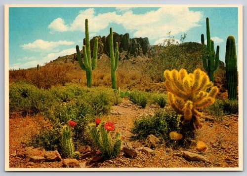 Desert postcard delicate - desert,