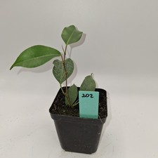 Ficus Benjamina Rooted Cutting