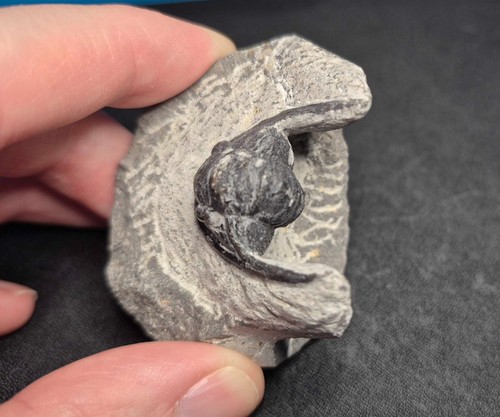 Large 48mm cornuproetus - large,