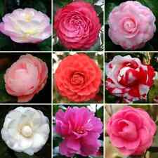 3X CAMELLIA PLANT SHRUBS MIXED