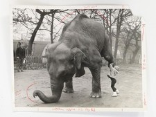 Marina Frankoldi Elephant Sheila Bertram Mills Circus Olympia London 1964 Photo
