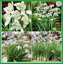 100 English Double Snowdrops (organic)