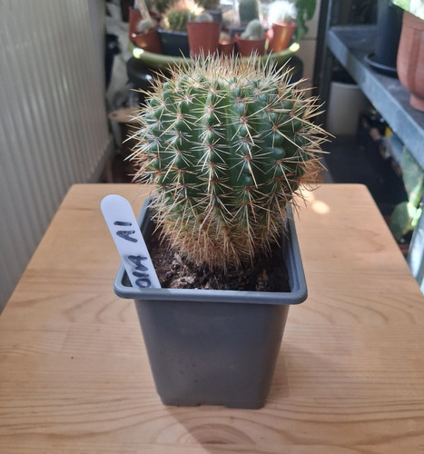 Parodia notocactus cactus - parodia,
