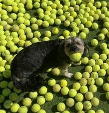 30 used tennis balls for dogs ?. (VERY GOOD CONDITION)