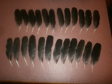 24 CARRION CROW WING FEATHERS 6" - 7" - arts crafts, fishing goth pets