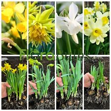 Daffodil Bulbs Narcissus Mixed
