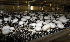 MUSHROOM SPAWN / SEEDS -